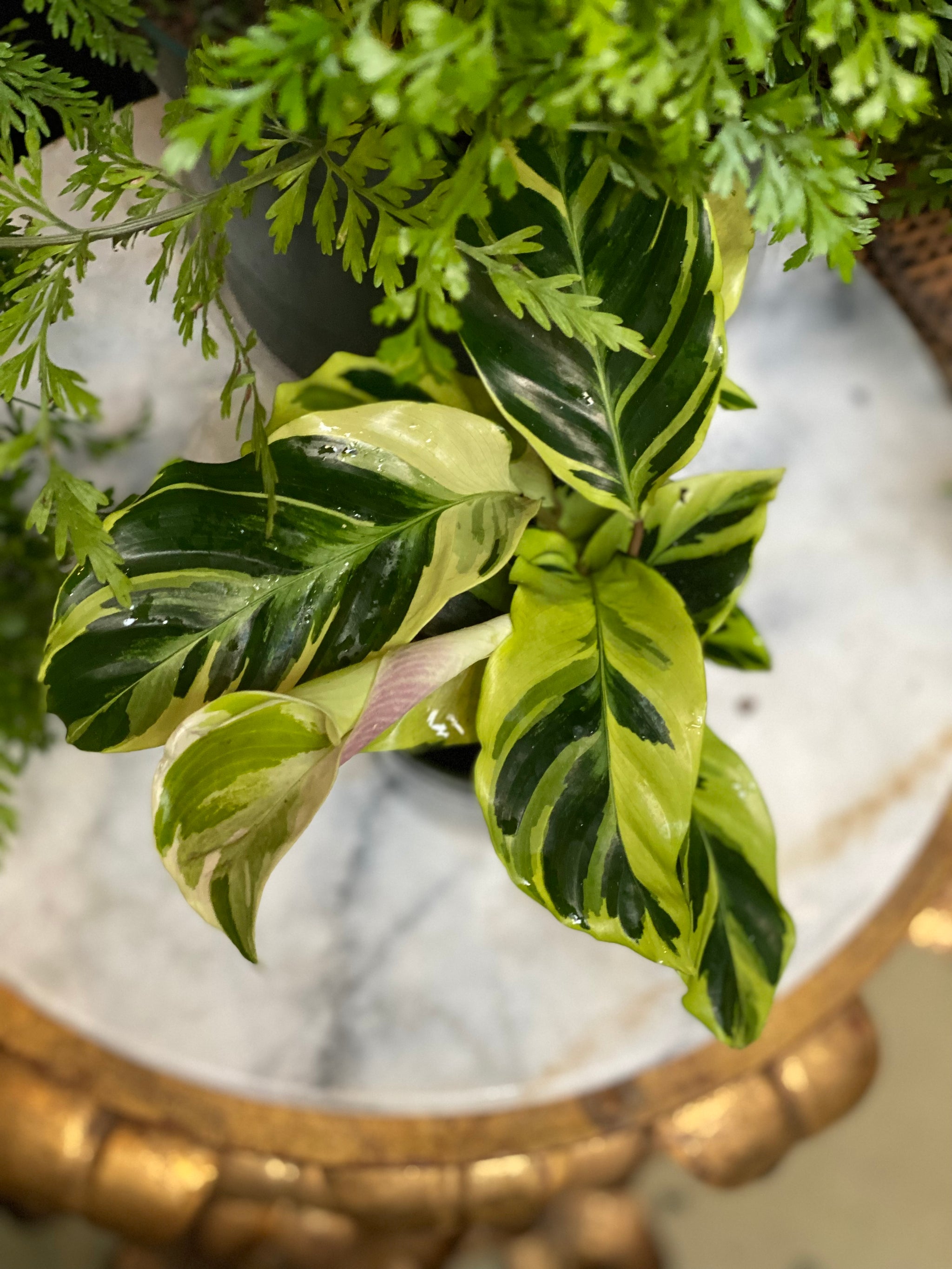 dracaena sanderiana lucky bamboo Lucky Bamboo