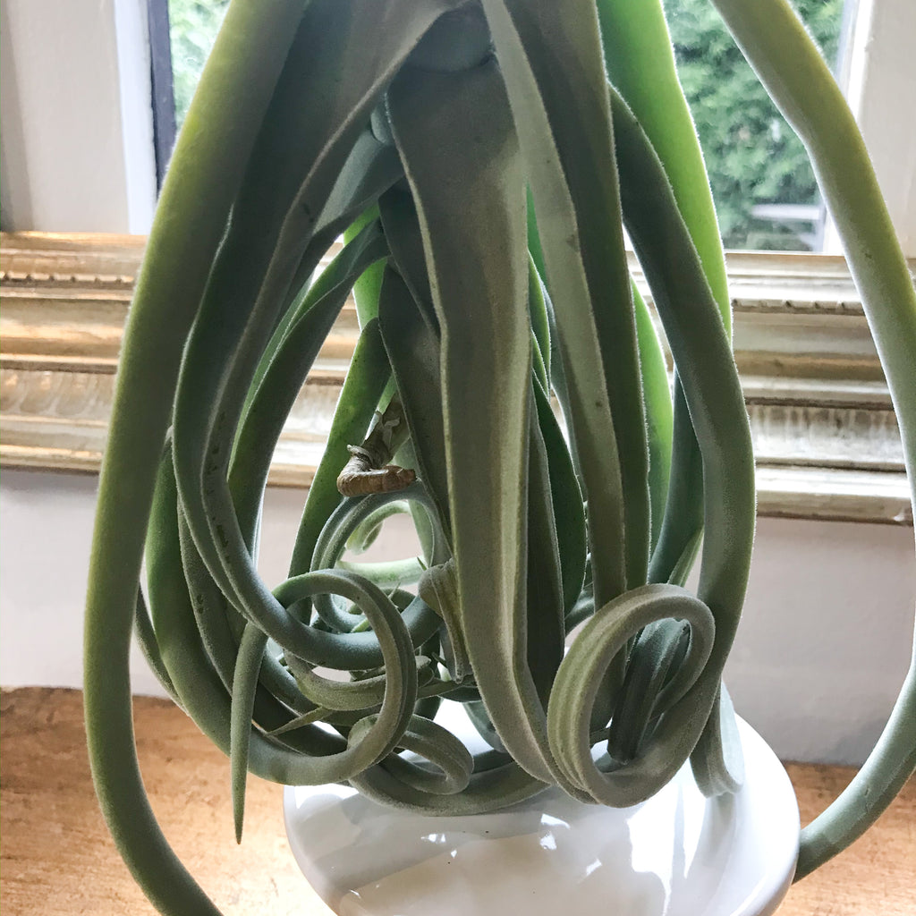 duratii air plant Tillandsia Duratii thick leaf giant 16” – Paraíso Plant Studio