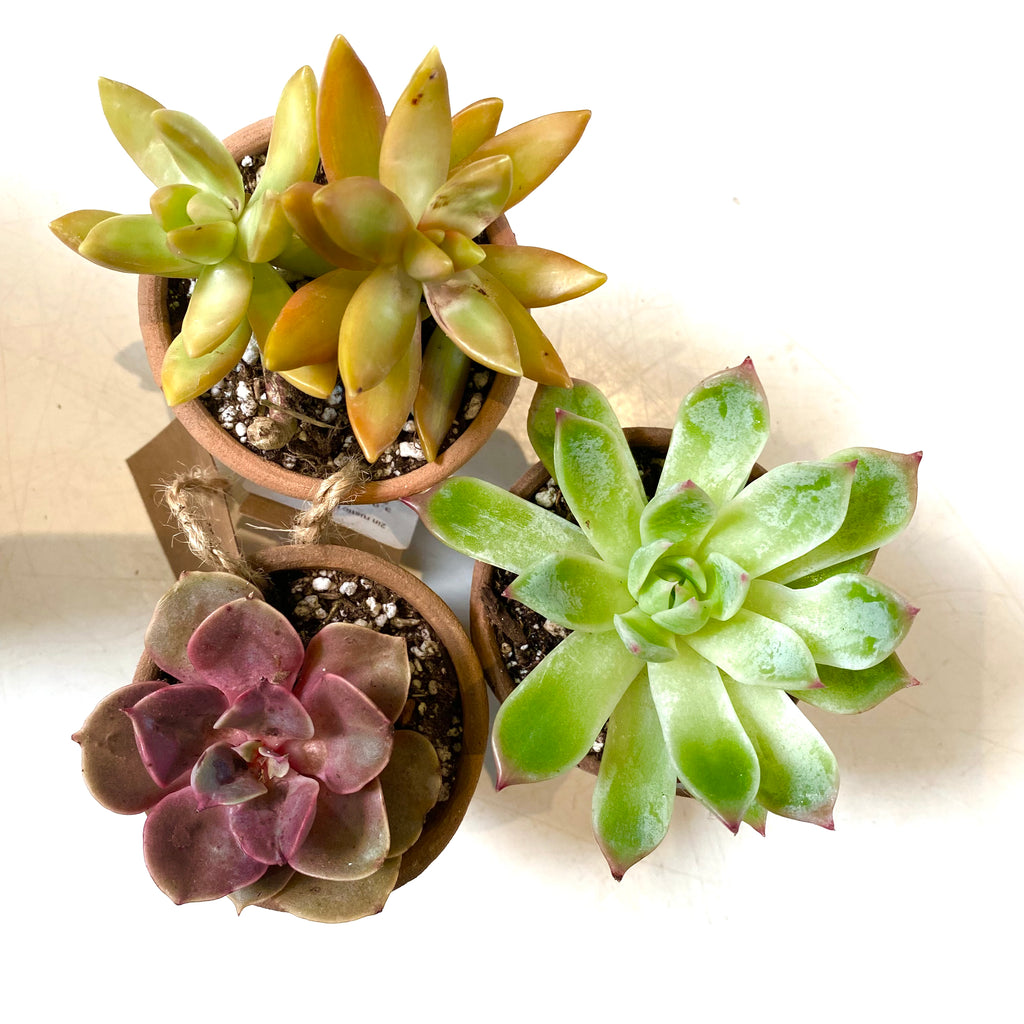 2in Assorted Succulents