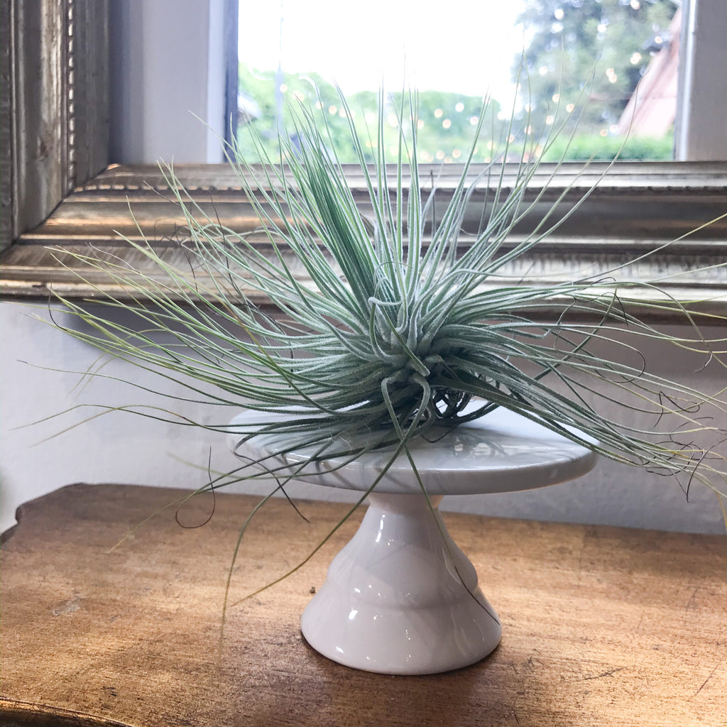 magnusiana air plant Tillandsia Magnusiana – Paraíso Plant Studio