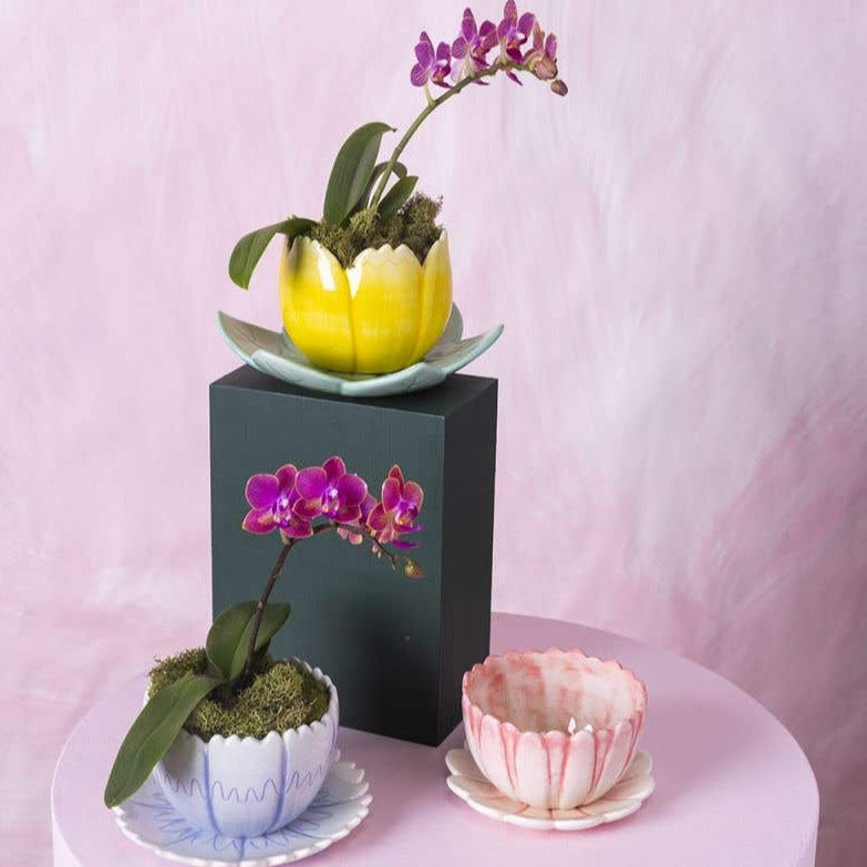 Flower shaped planters in pink, blue, and tulip yellow. Pictured in front of pink background with orchids inside.